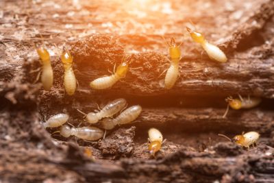 How Termites Enter Homes And Commercial Structures