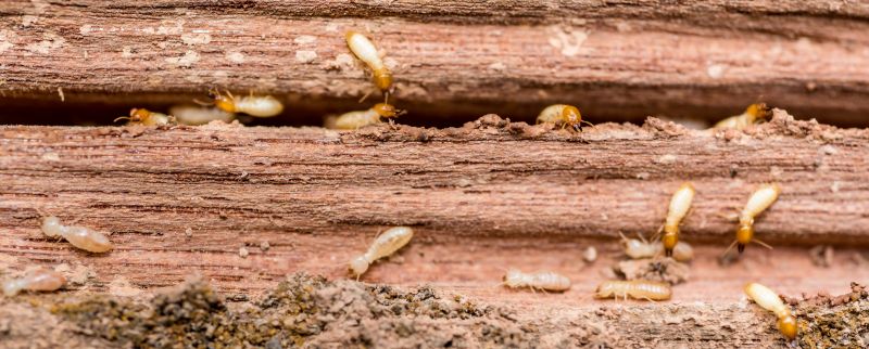 How Termites Threaten Commercial Buildings And Structures