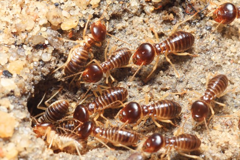 Termite Control