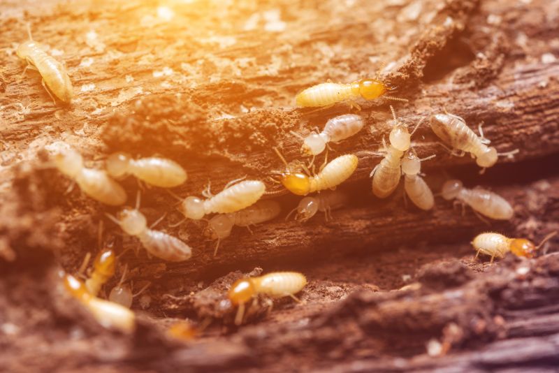 Termite Control