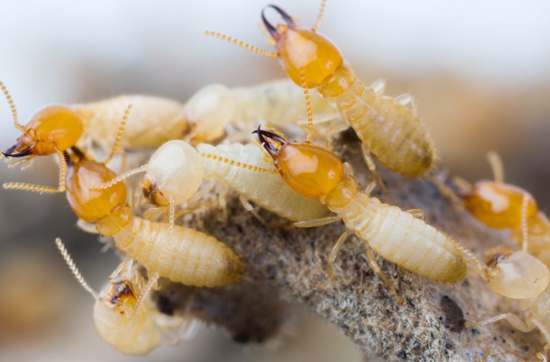 Termite Control