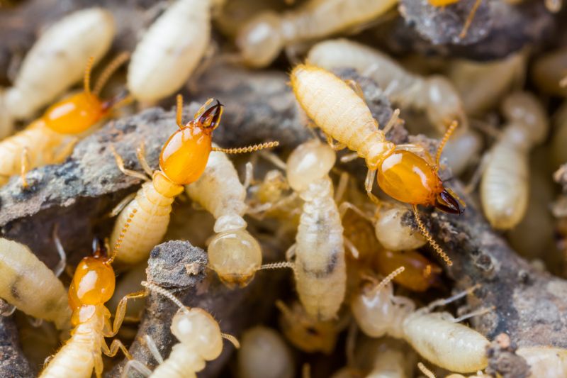 Termite Control