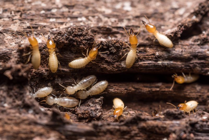 Termite Control