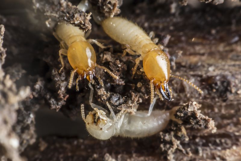 Termite Control