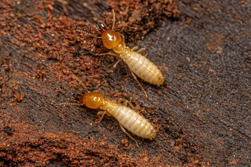 Termite Damage Prevention
