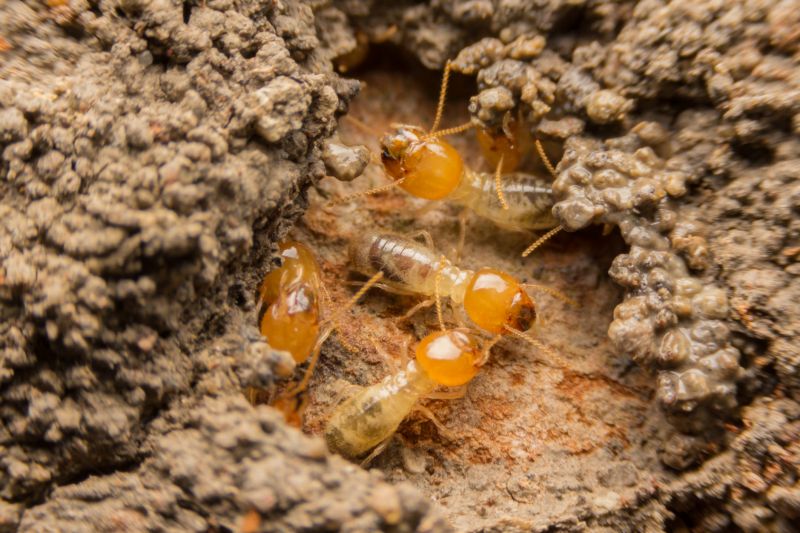 Specialized Termite Treatment Firms