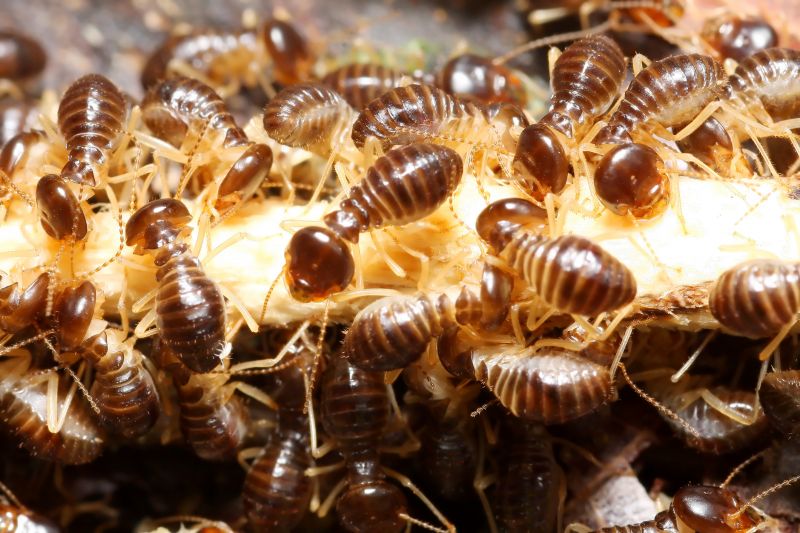 Why Commercial Termite Control Requires Specialized Treatment Plans