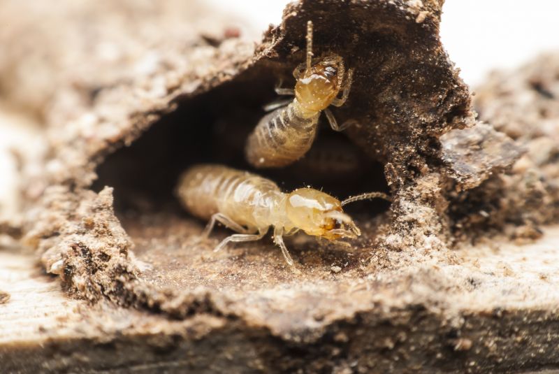 JW Termite Control