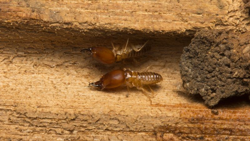 JW Termite Control