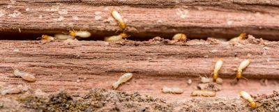 JW Termite Control